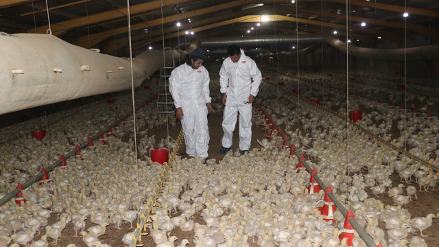 Devlet desteğiyle kurduğu çiftlikte Et ve Süt Kurumuna tavuk sağlıyor