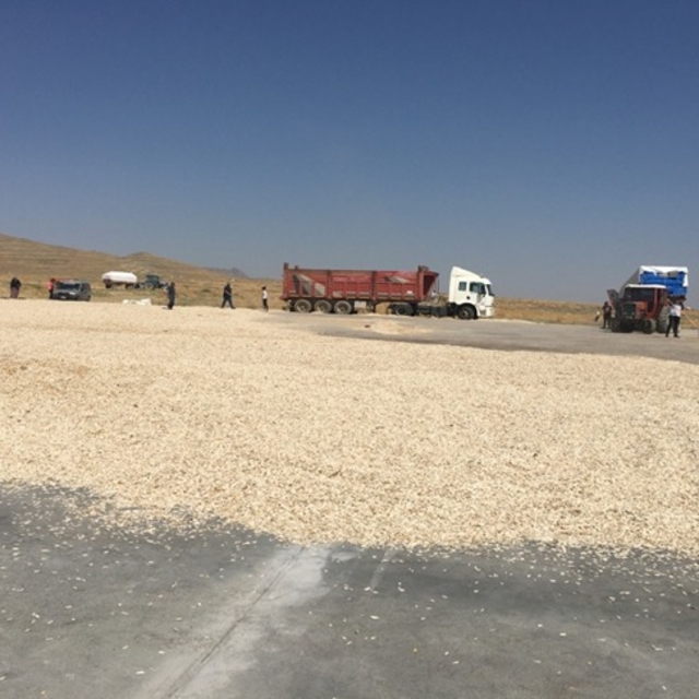 Kayseri'de ay çekirdeği için 10 bin metrekare beton kurutma alanı yapıldı