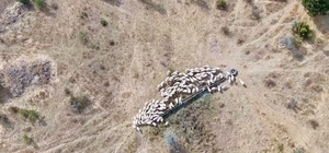 Eskişehir'de kaybolan küçükbaş hayvan sürüsünü jandarma buldu