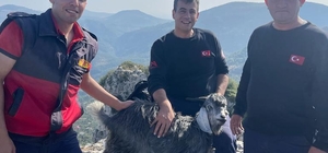 Mersin'de dağlık alanda kaybolan keçiyi itfaiye buldu