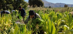 Hasadına başlanan Çelikhan tütününde 8 bin ton rekolte bekleniyor