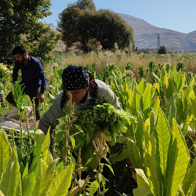 Hasadına başlanan Çelikhan tütününde 8 bin ton rekolte bekleniyor