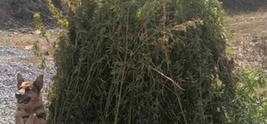 Ardahan'da 66 bin 622 kök Hint keneviri imha edildi