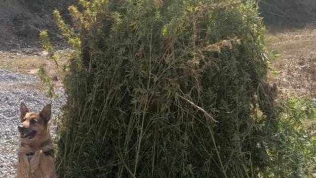 Ardahan'da 66 bin 622 kök Hint keneviri imha edildi