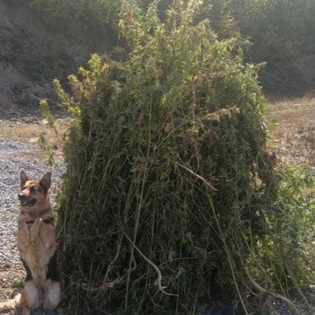 Ardahan'da 66 bin 622 kök Hint keneviri imha edildi