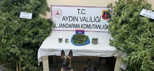 Aydın'daki uyuşturucu operasyonunda 1 kişi gözaltına alındı