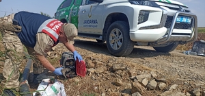 Şanlıurfa'da jandarma tarafından arazide bulunan köpekler korumaya alındı