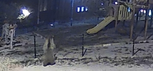 Kütahya'da çocuk parkına giren ayı görüntülendi