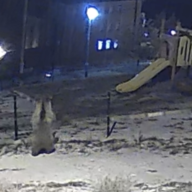 Kütahya'da çocuk parkına giren ayı görüntülendi