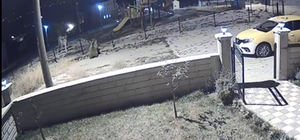 Parka giren ayı tel örgüleri devirdi, ekipler sabaha kadar aradı