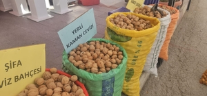 Kaman Ceviz Kültür ve Sanat Festivali başlıyor