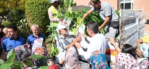 Anamur Belediyesi, kadın çiftçilere ücretsiz avokado fidanı dağıttı
