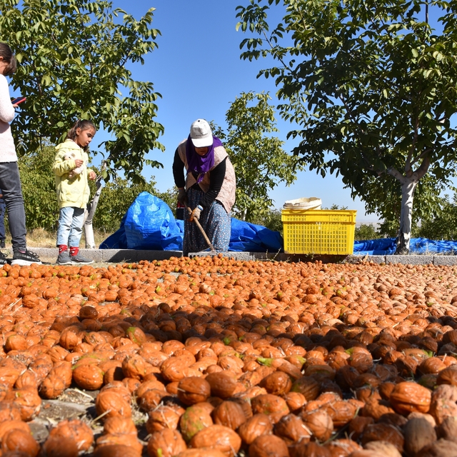 Aksaray'da "3. Geleneksel Ağaçören Ceviz Festivali" başladı