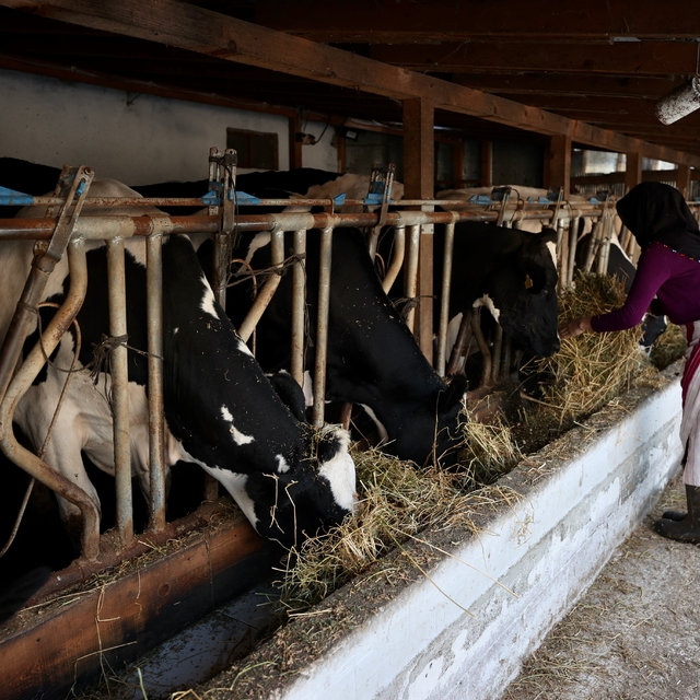 Bir inekle başladı, devlet desteğiyle çiftlik kurdu