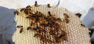 Siirt'in Çemikari Yaylası'nda kara kovan balının hasadı yapıldı