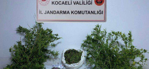 Kocaeli'de 4 kilo 88 gram skunk ele geçirildi