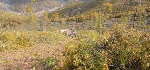 Ormanda odun keserken vuruldu