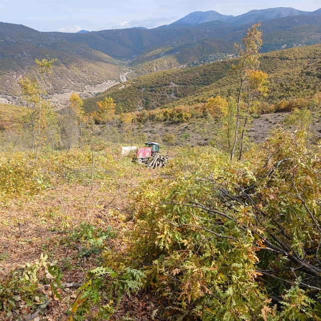 Ormanda odun keserken vuruldu