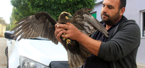 Zara'da yaralı bulunan şahin tedaviye alındı