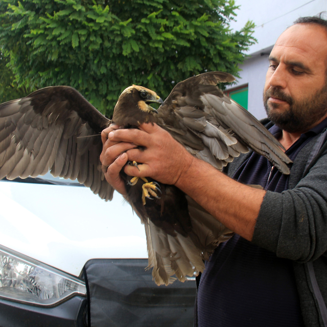 Zara'da yaralı bulunan şahin tedaviye alındı