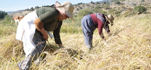 Bolu'nun coğrafi işaretli "Kıbrıscık pirinci" hasat ediliyor
