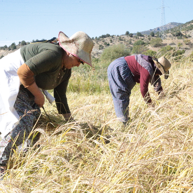 Bolu'nun coğrafi işaretli "Kıbrıscık pirinci" hasat ediliyor