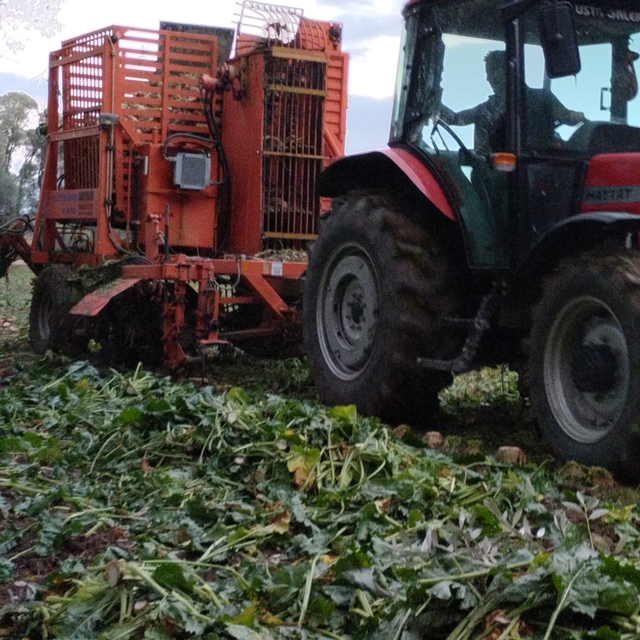 Artova'da pancar hasadı sürüyor