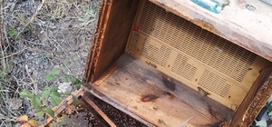 Çankırı'da aç kalan ayılar arı kovanlarına zarar verdi