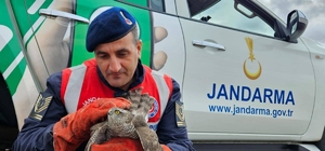 Edirne'de jandarmanın bulduğu yaralı şahin tedavi edilip doğaya salınacak