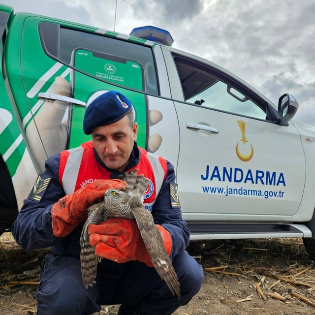 Edirne'de jandarmanın bulduğu yaralı şahin tedavi edilip doğaya salınacak