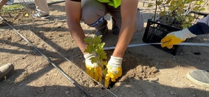 Kızılcahamam Millet Bahçesinde tıbbi aromatik meyve yetiştirilecek
