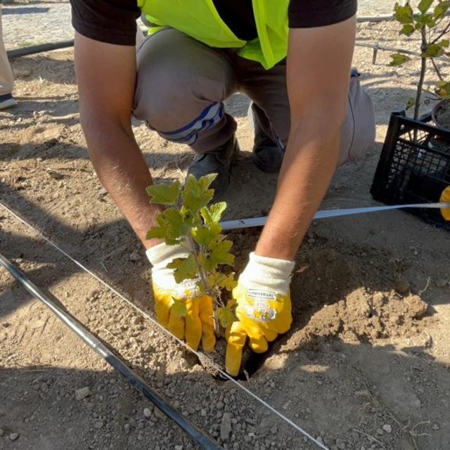 Kızılcahamam Millet Bahçesinde tıbbi aromatik meyve yetiştirilecek