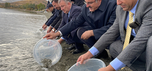 Hazar Gölü'ne 200 bin siraz balığı yavrusu bırakıldı