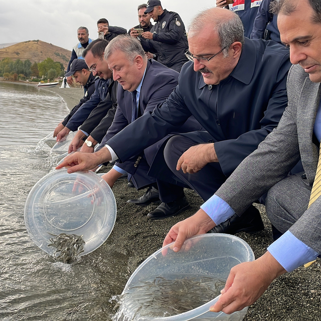 Hazar Gölü'ne 200 bin siraz balığı yavrusu bırakıldı
