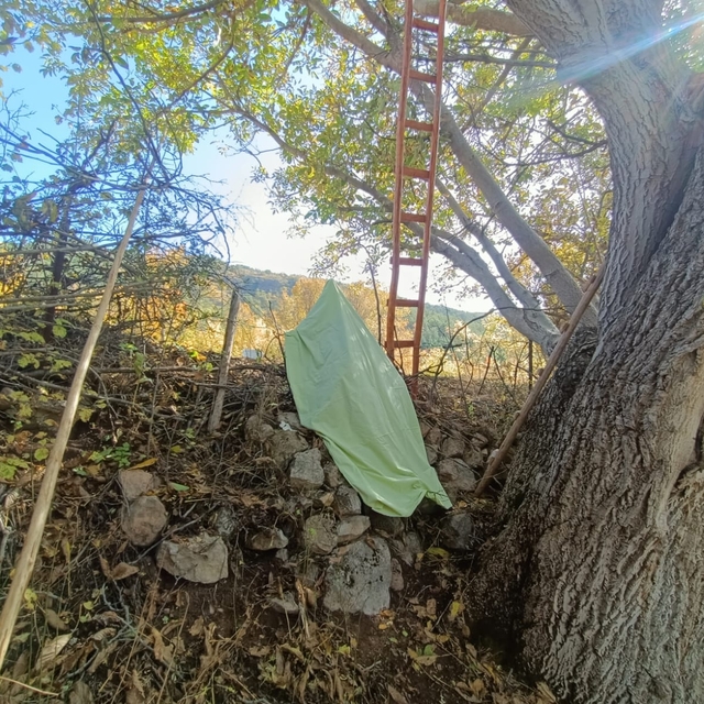 Ceviz ağacından düştü, vücuduna demir saplanıp öldü