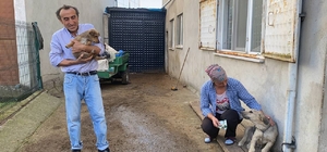 Zonguldak'ta köpeğin darbedilerek öldürüldüğü iddiası