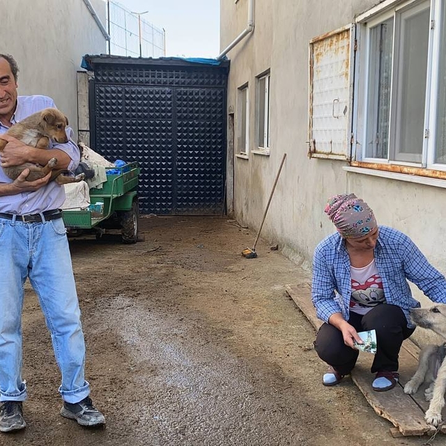 Zonguldak'ta köpeğin darbedilerek öldürüldüğü iddiası
