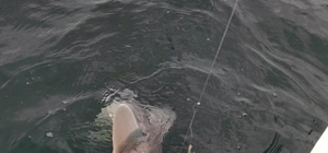 Oltalarına takılan köpek balığını karaya çıkartmadan denize bıraktılar