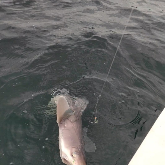 Oltalarına takılan köpek balığını karaya çıkartmadan denize bıraktılar