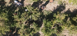 Muğla'da yetiştirilen nar yurt dışında alıcı buluyor