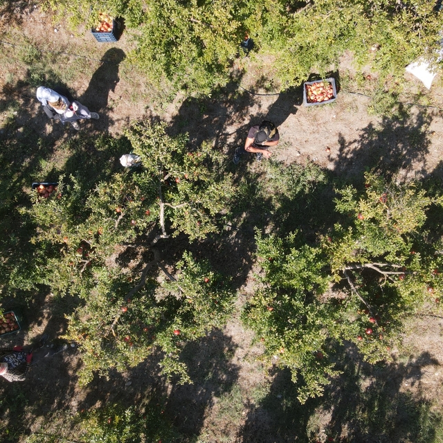 Muğla'da yetiştirilen nar yurt dışında alıcı buluyor