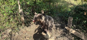 Domuz tuzağına yakalanan bozayı kurtarıldı