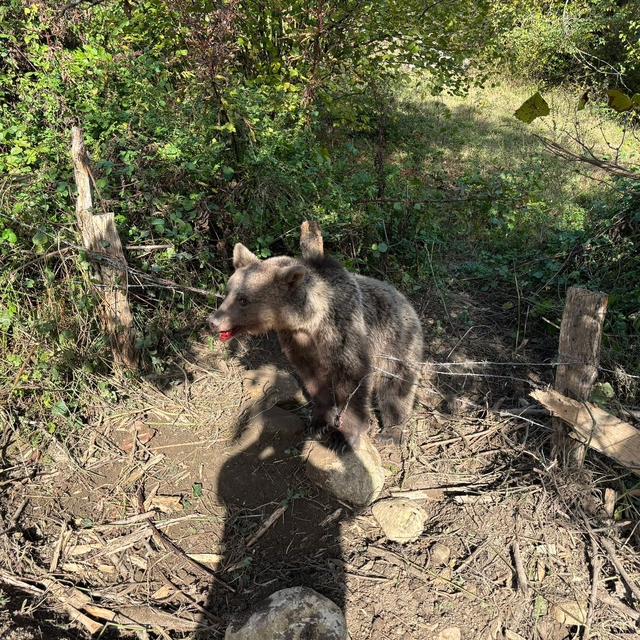 Domuz tuzağına yakalanan bozayı kurtarıldı