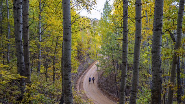 Tunceli'nin ormanlarında sonbahar renkleri hakim oldu