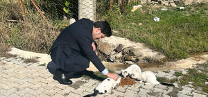 Aksu'da "Sokak Hayvanlarına Duyarlılık Projesi"