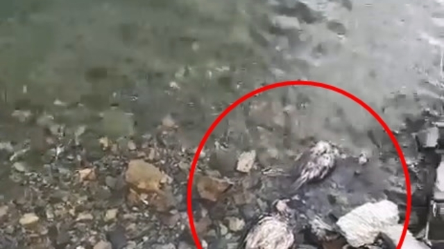 Elazığ´da su kenarında şüpheli keklik ölümleri tedirgin etti