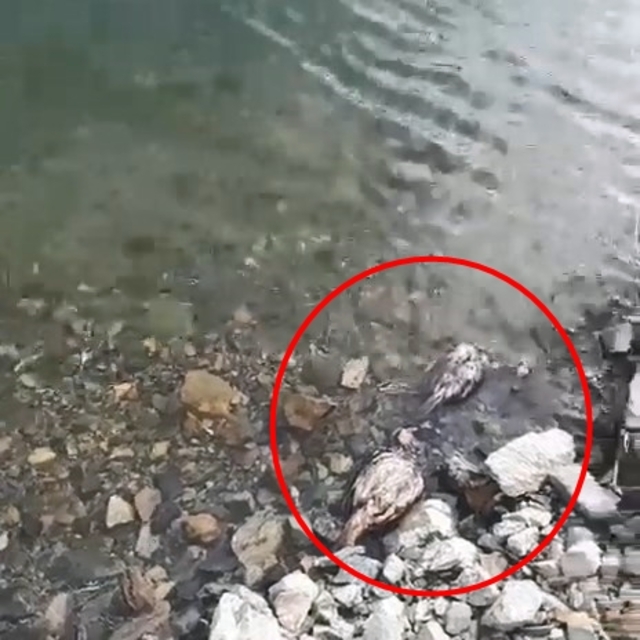 Elazığ´da su kenarında şüpheli keklik ölümleri tedirgin etti