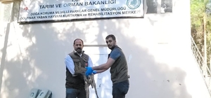 Adıyaman'da yorgun halde bulunan yavru dağ keçisi tedavi altına alındı
