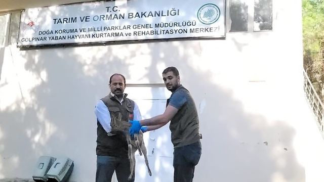 Adıyaman'da yorgun halde bulunan yavru dağ keçisi tedavi altına alındı