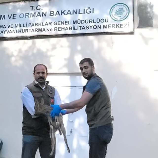 Adıyaman'da yorgun halde bulunan yavru dağ keçisi tedavi altına alındı